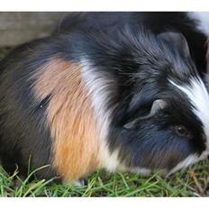 Marsvin Koreskas SHINY KAHLI 