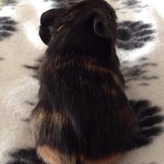 Marsvin Solstråle,s lulu