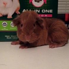 Marsvin Solstråle,s Felix