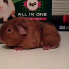 Marsvin Solstråle,s Felix