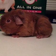 Marsvin Solstråle,s Felix