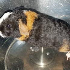 Marsvin Koreskas cowboy ( Rex)