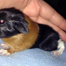 Marsvin Solstråle,s Jessica