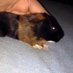 Marsvin Solstråle,s Jessica