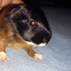 Marsvin Solstråle,s Jessica