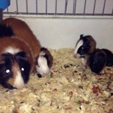 Marsvin Solstråle,s Jessi