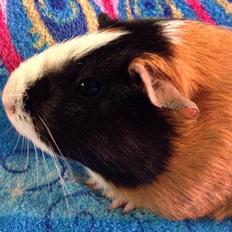 Marsvin Solstråle,s Jessi