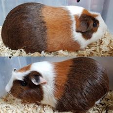 Marsvin ÆSMARALDA via Børgesens Dyrehandel