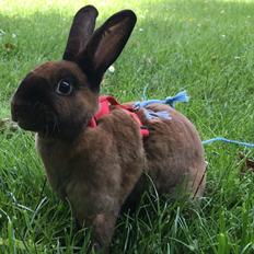 Kanin Madamgaska's Eyja Navajo (solgt)