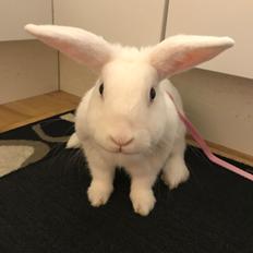 Kanin Prínsessa Sollilja Navajo (himmelkanin)