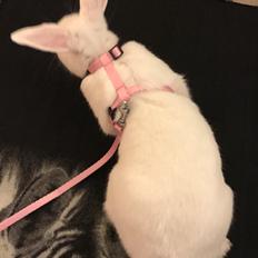 Kanin Prínsessa Sollilja Navajo (himmelkanin)