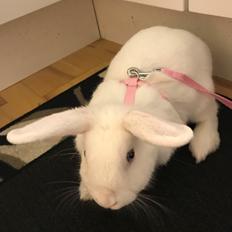 Kanin Prínsessa Sollilja Navajo (himmelkanin)