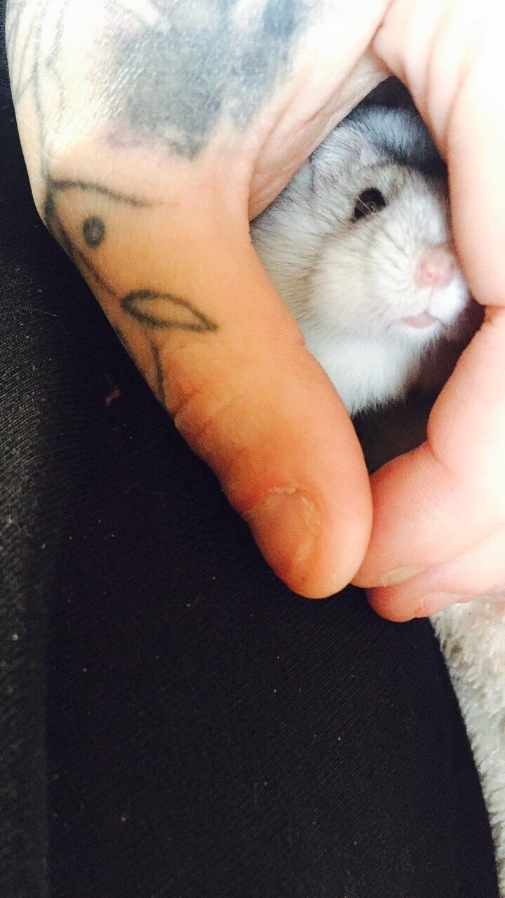 Dværghamster Budde RIP billede 11