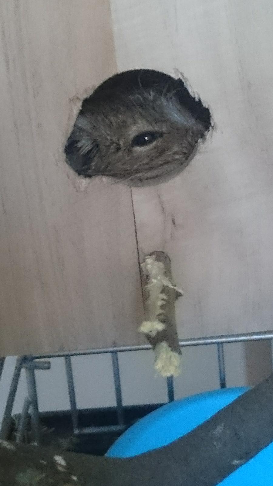 Degu Spyke  (himmel degu) billede 5