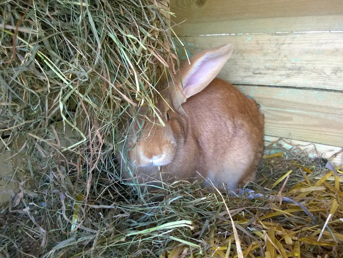 Kanin Sif - Fransk Vædder bl billede 6