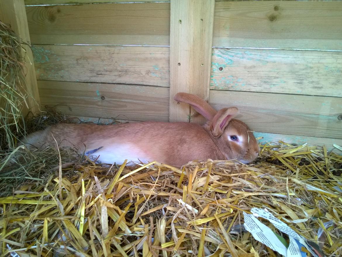 Kanin Sif - Fransk Vædder bl billede 7