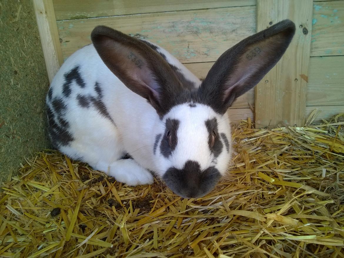Kanin Plet - Tysk Kæmpe Schecke  billede 4