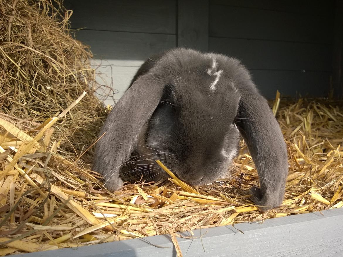 Kanin Hel - Fransk Vædder  billede 3