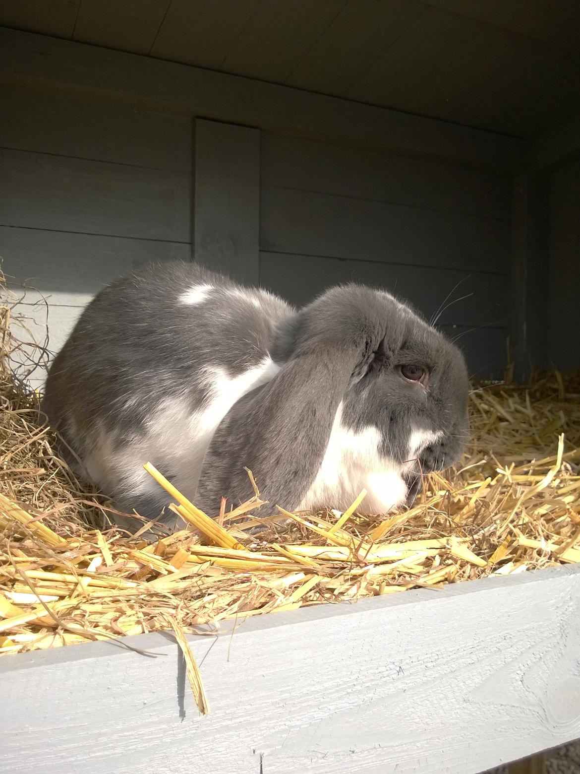 Kanin Hel - Fransk Vædder  billede 1