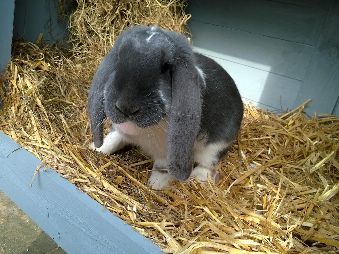 Kanin Hel - Fransk Vædder  billede 4