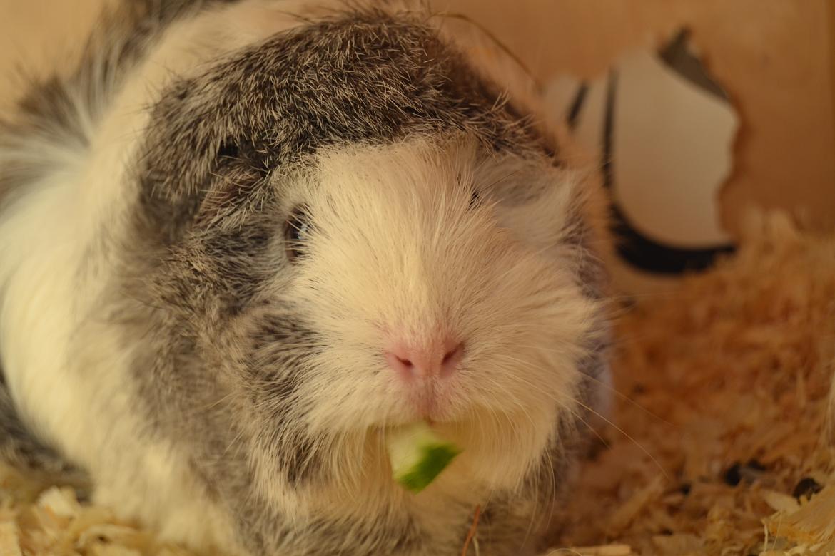 Marsvin Mew billede 14