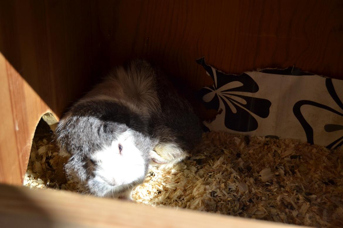 Marsvin Mew billede 15