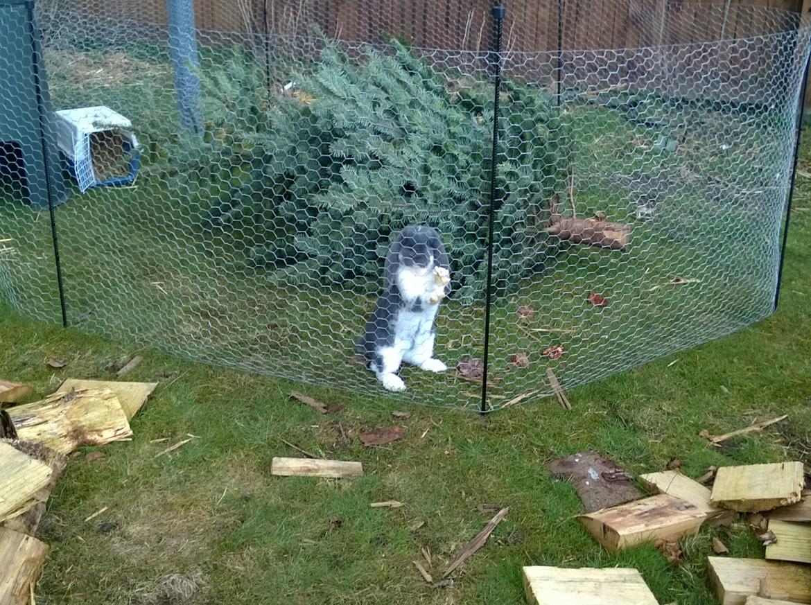 Kanin Hel - Fransk Vædder  billede 9