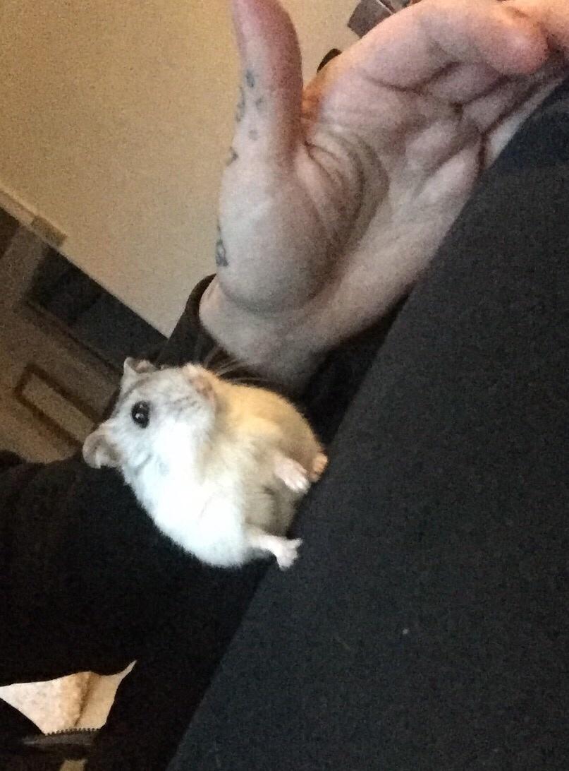 Dværghamster Budde RIP billede 2