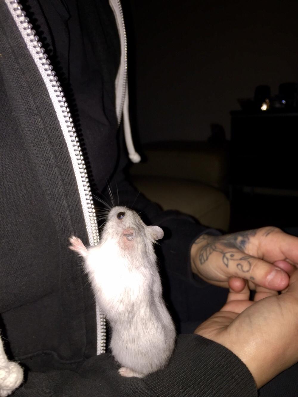 Dværghamster Budde RIP billede 7