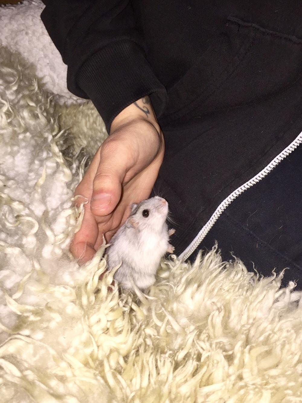 Dværghamster Budde RIP billede 1