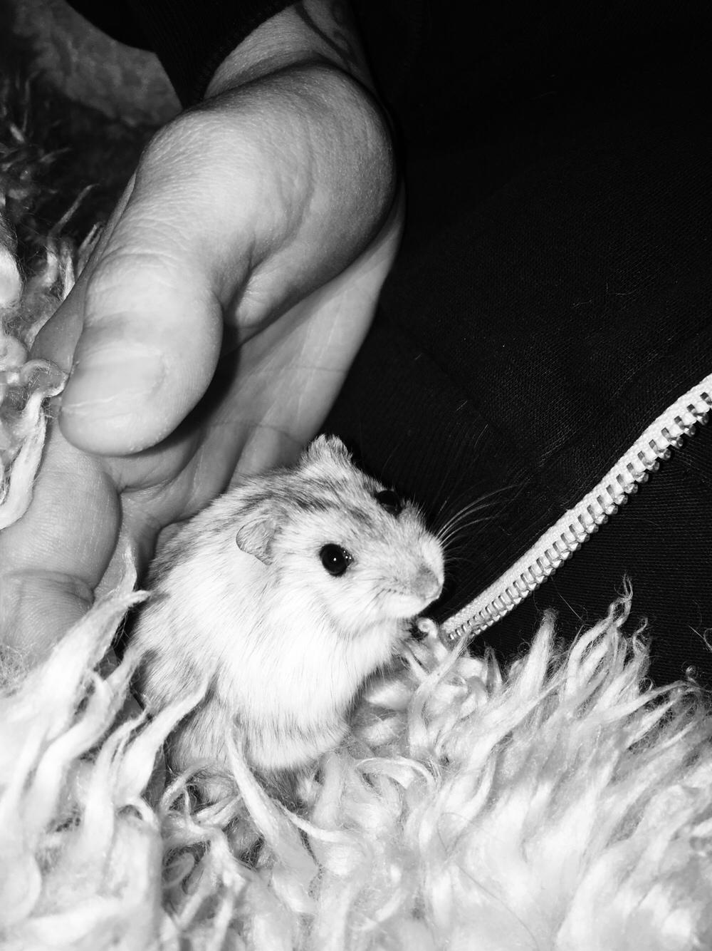 Dværghamster Budde RIP billede 12