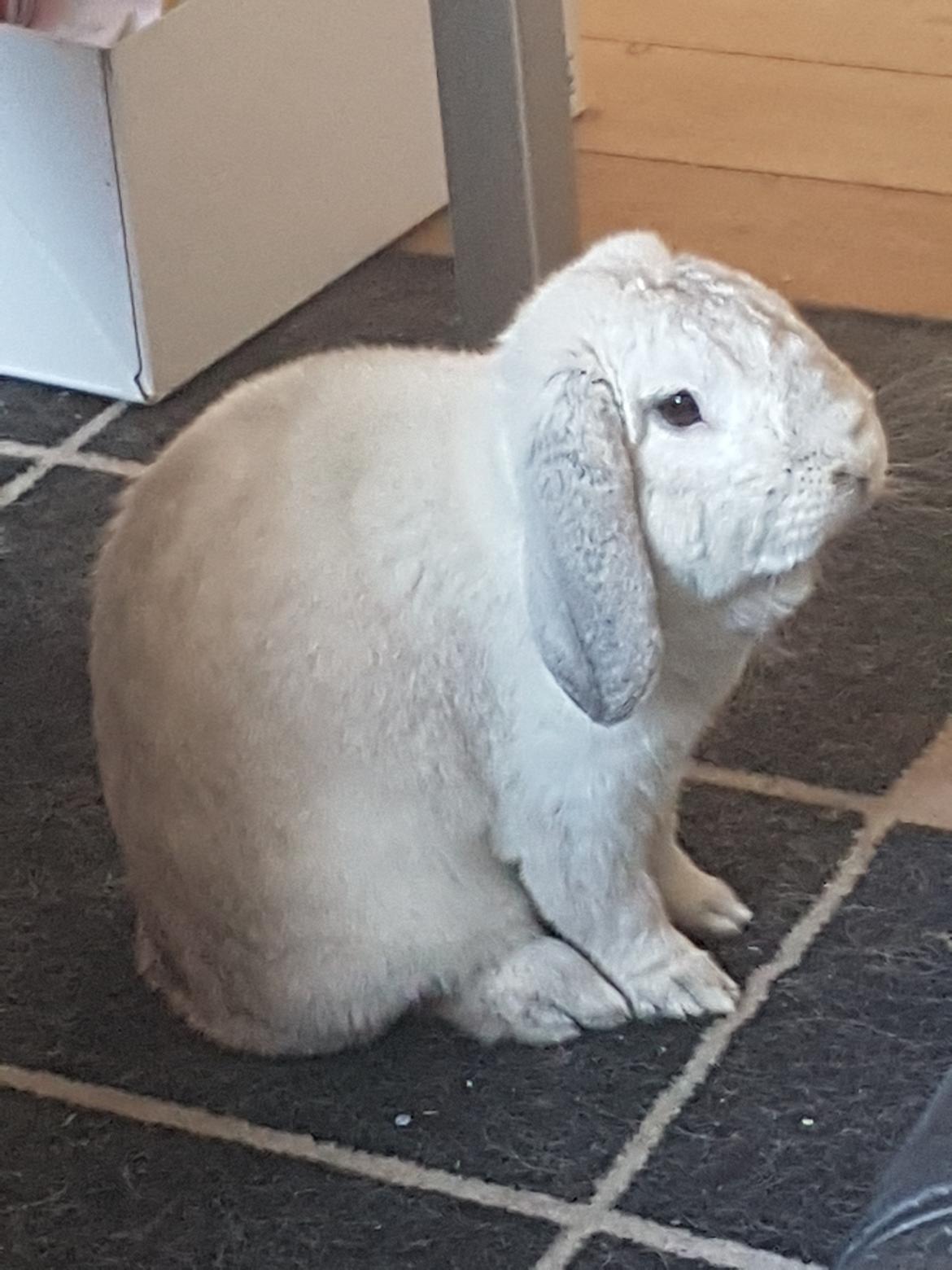 Kanin snebold billede 14