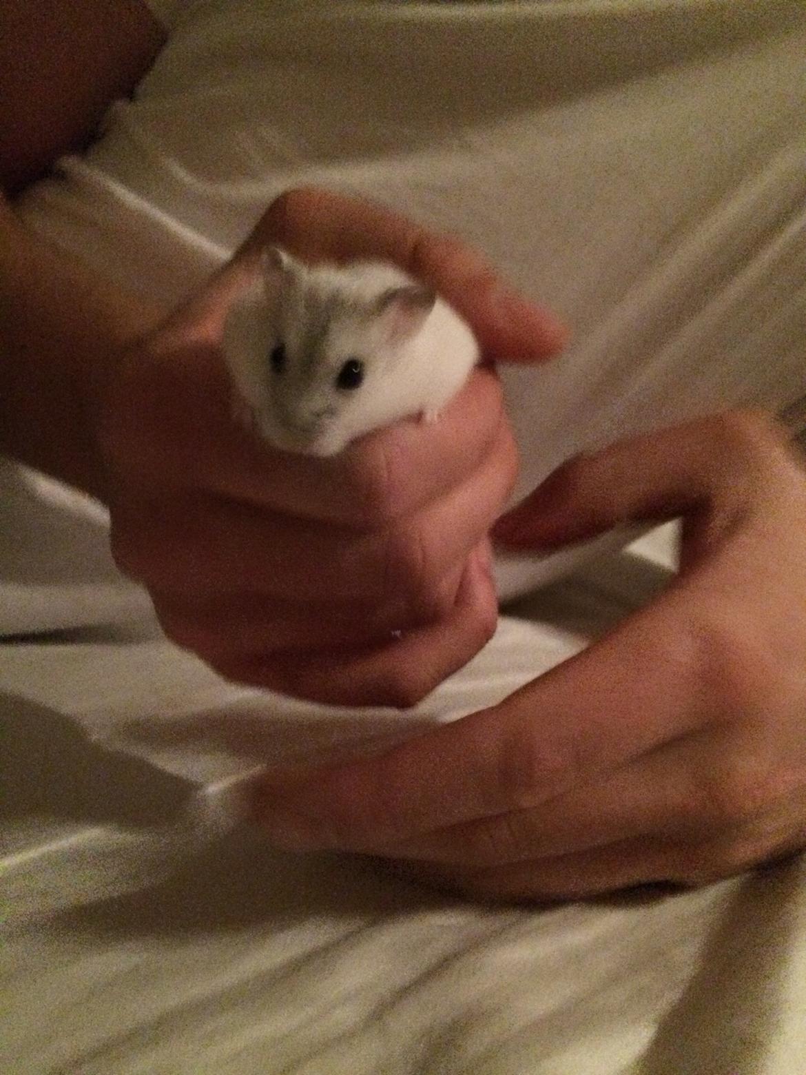 Dværghamster Nelson billede 2