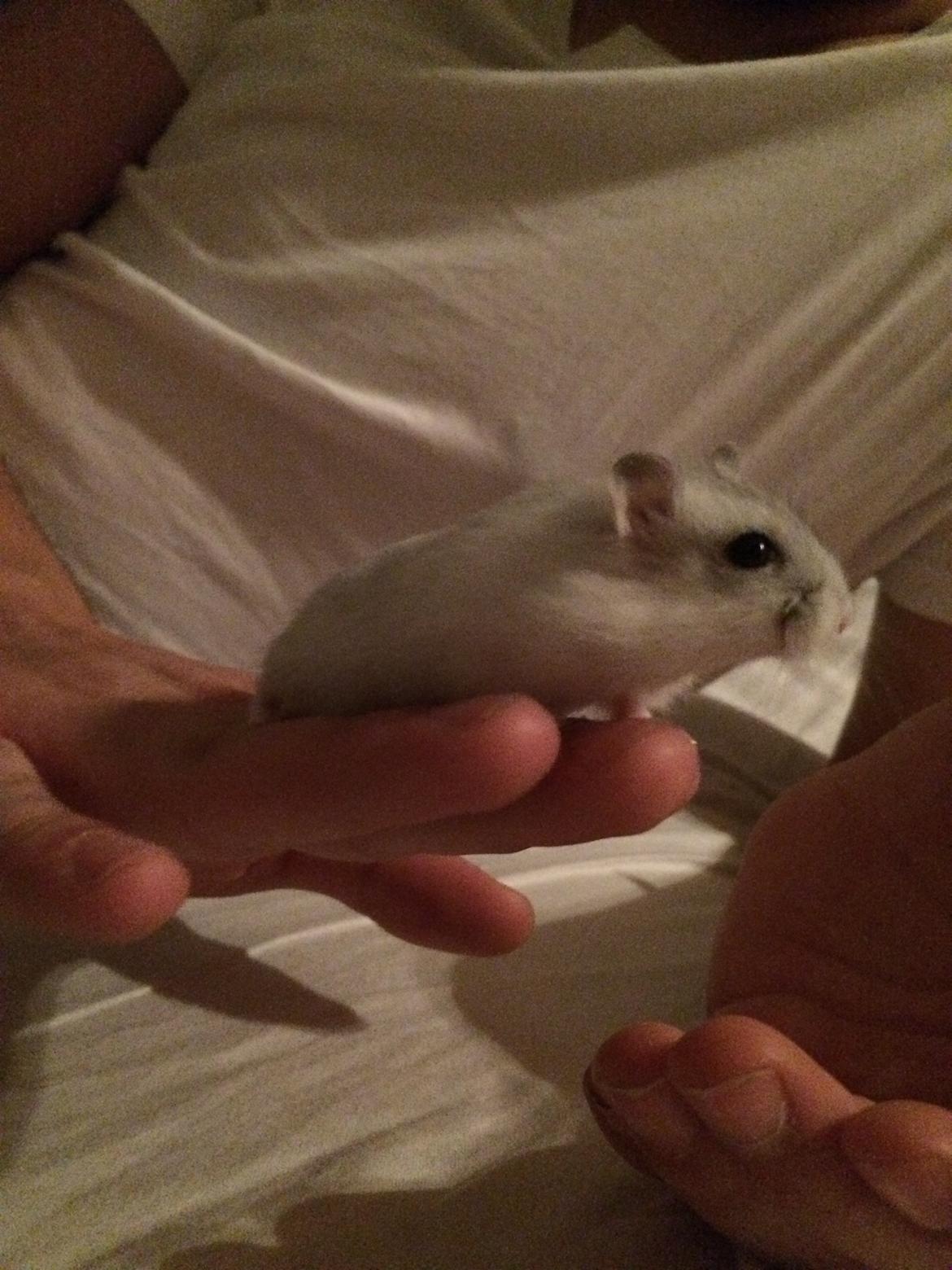 Dværghamster Nelson billede 3