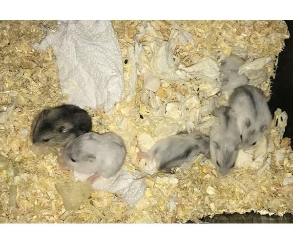 Dværghamster Nelson billede 1