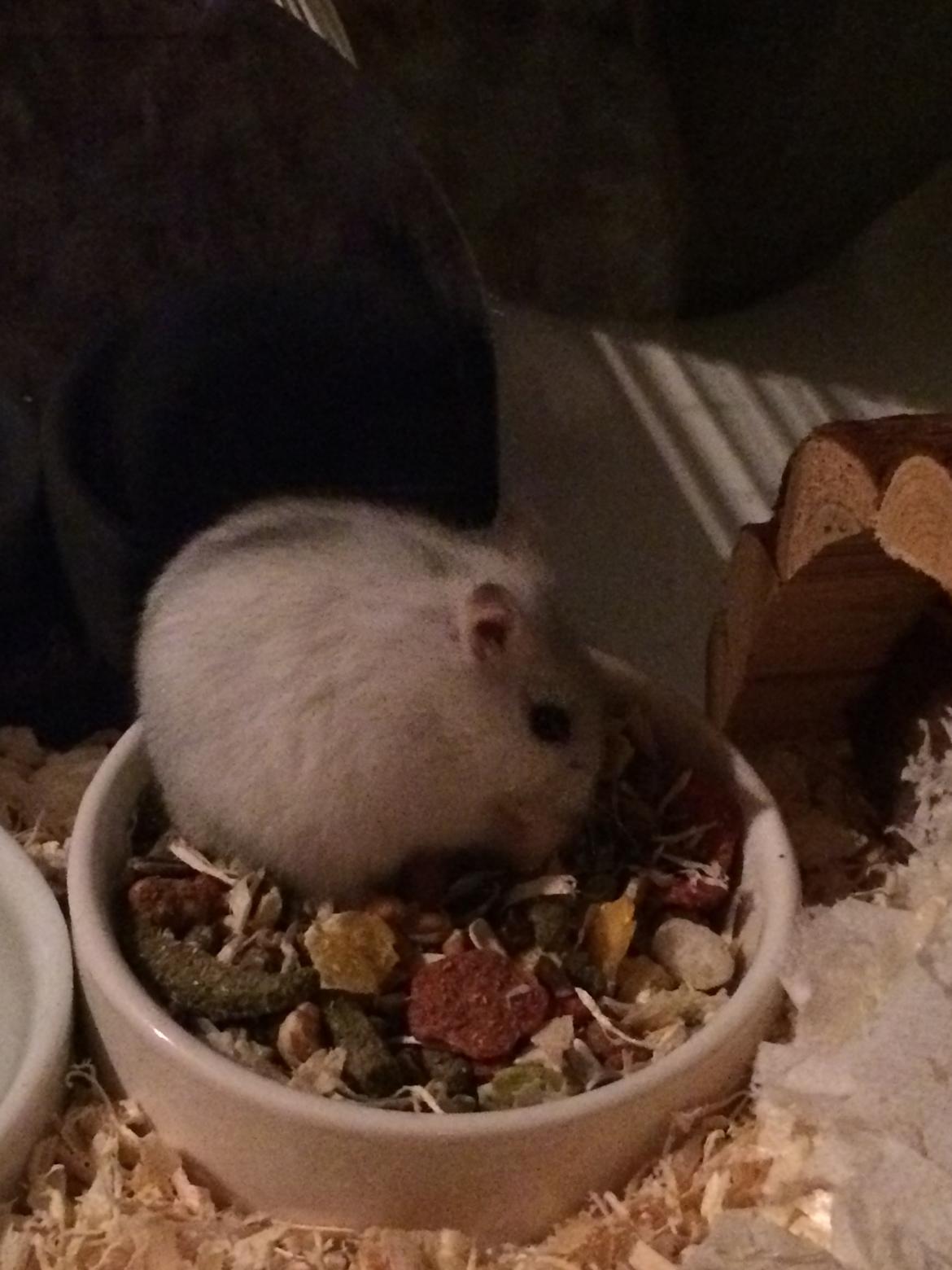 Dværghamster Nelson billede 4