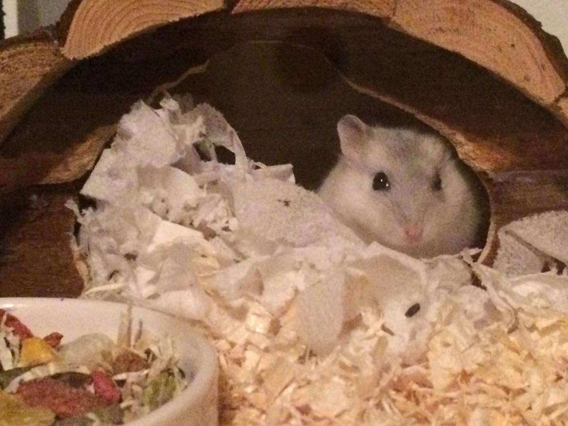 Dværghamster Nelson billede 5