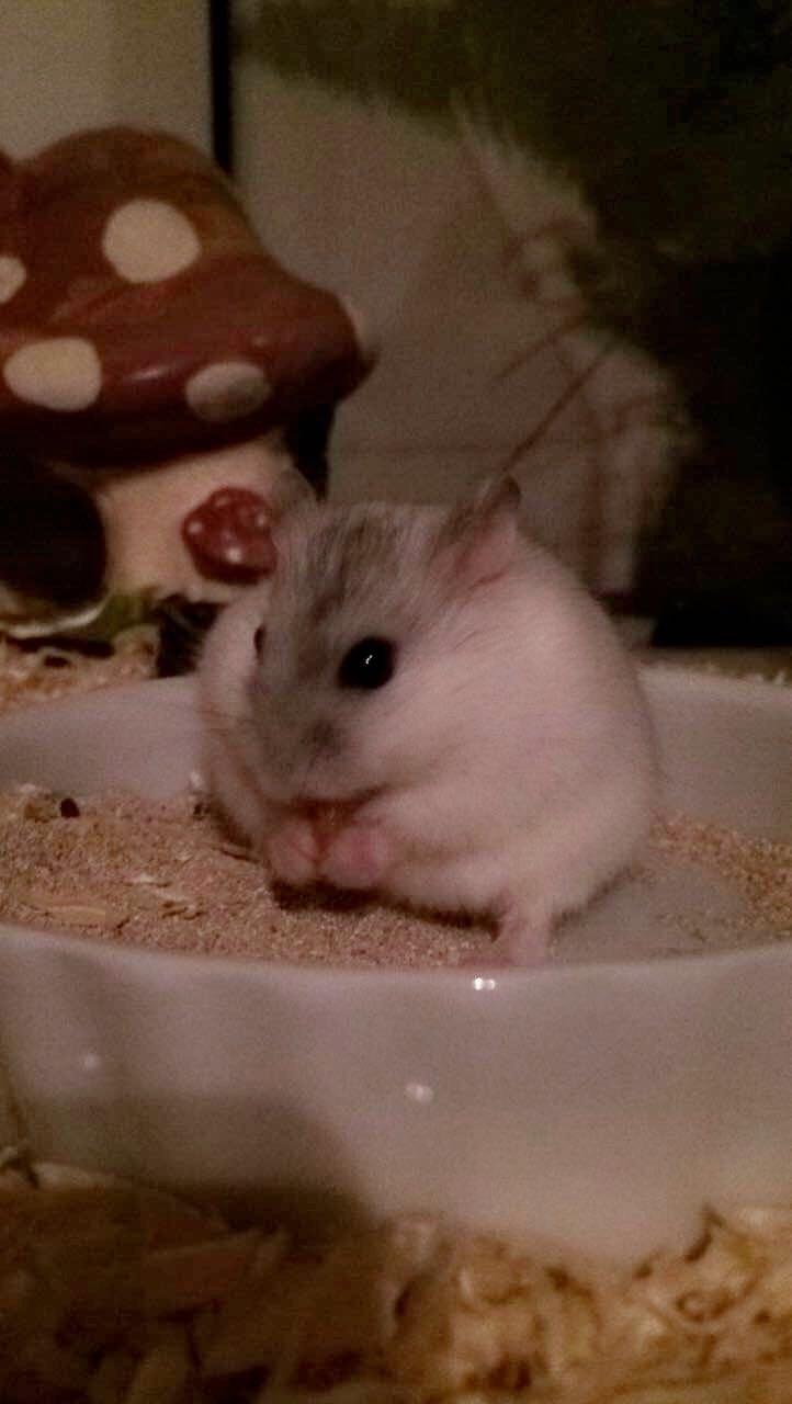 Dværghamster Nelson billede 6
