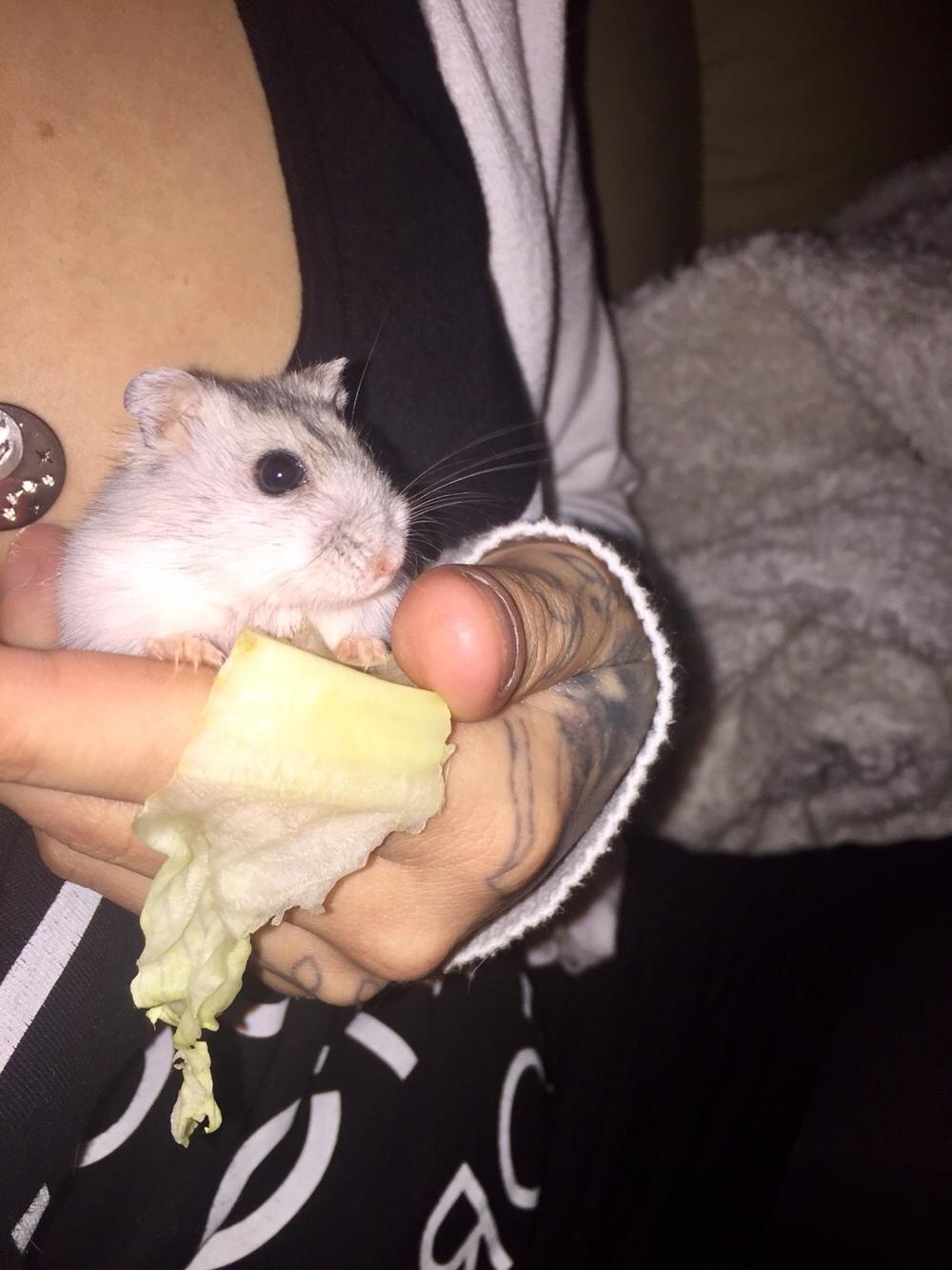 Dværghamster Budde RIP billede 8