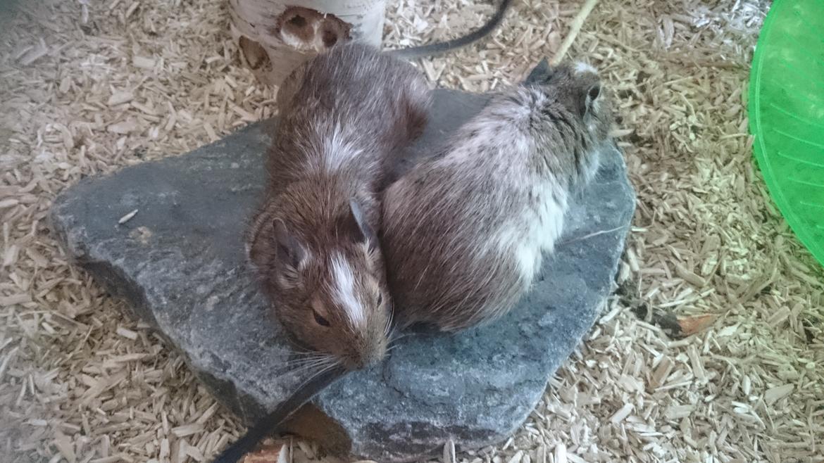 Degu Spyke  (himmel degu) billede 6