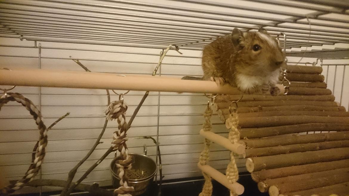Degu Spyke  (himmel degu) billede 7
