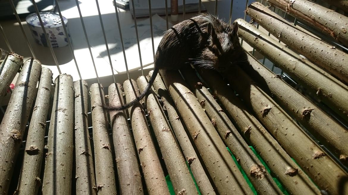 Degu Spyke  (himmel degu) billede 8