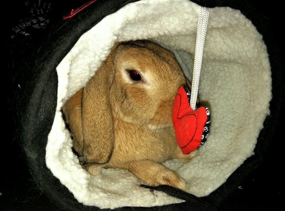 Kanin AnnaBelle billede 1