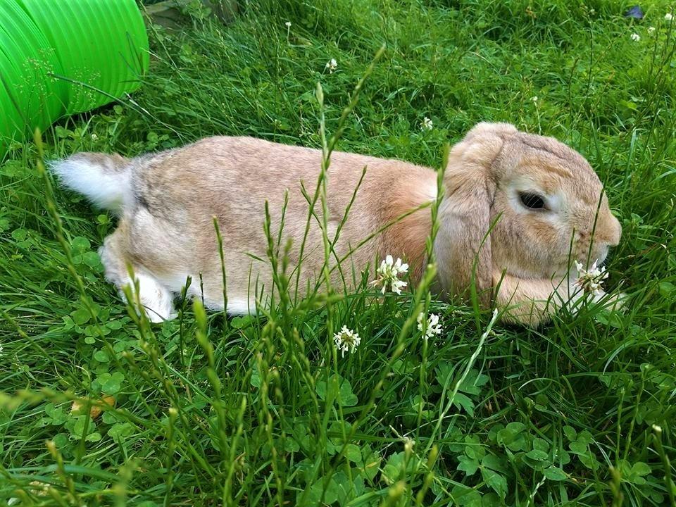 Kanin AnnaBelle billede 2