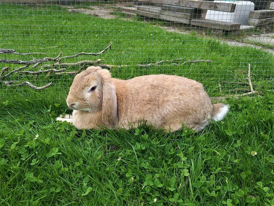 Kanin AnnaBelle billede 4