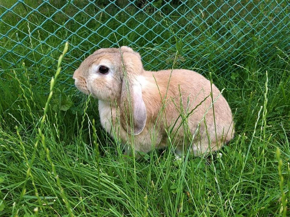 Kanin AnnaBelle billede 6