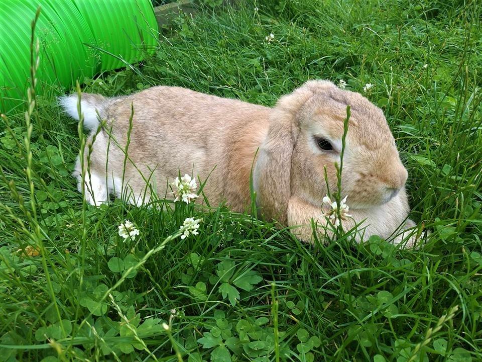 Kanin AnnaBelle billede 3