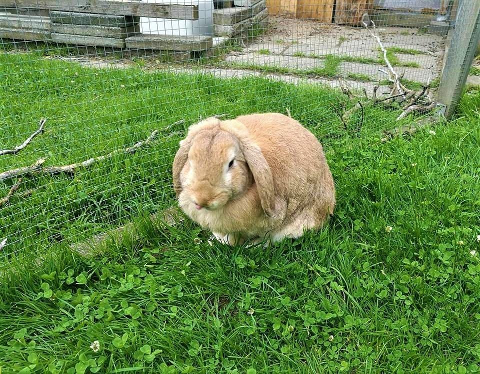 Kanin AnnaBelle billede 5