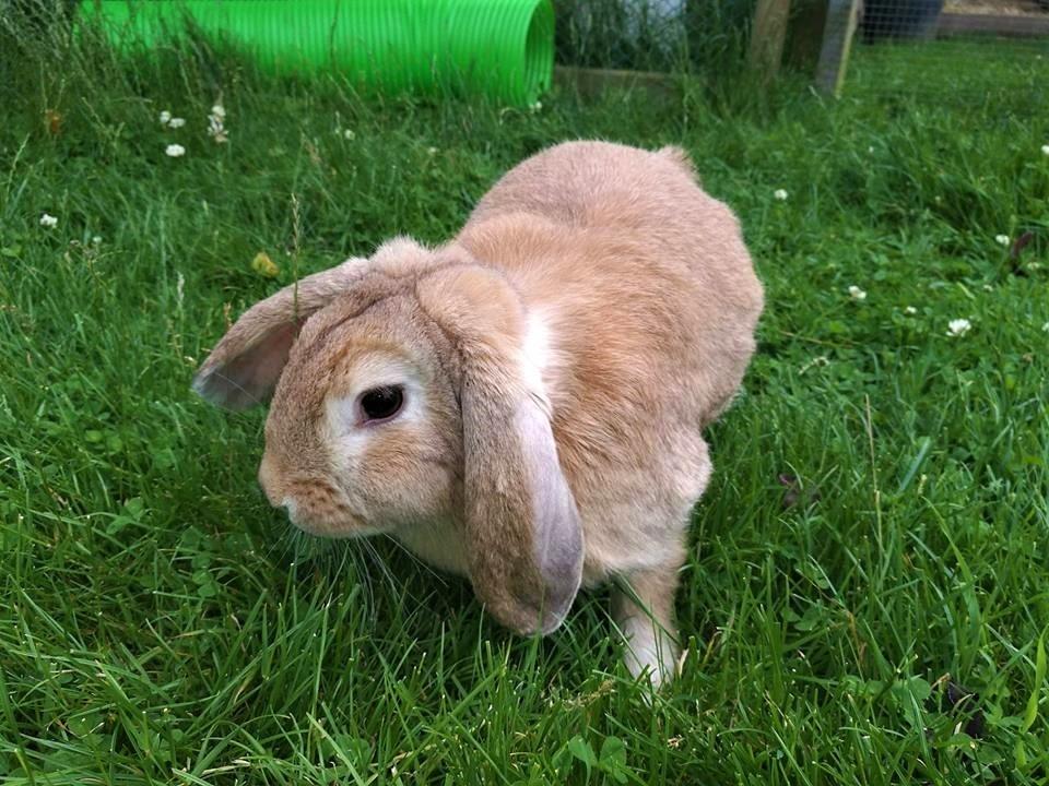 Kanin AnnaBelle billede 7