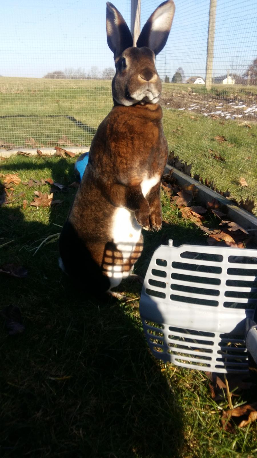 Kanin Moni billede 9